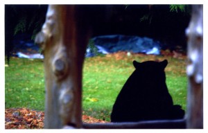 Bear Salon 2 Local bear visitor.